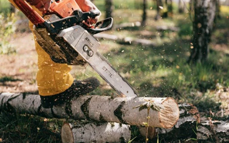 Tradfallning Arborist 5